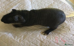 Guinea Pig rodents for sale:  skinny pigs  in Lewes - Image 19