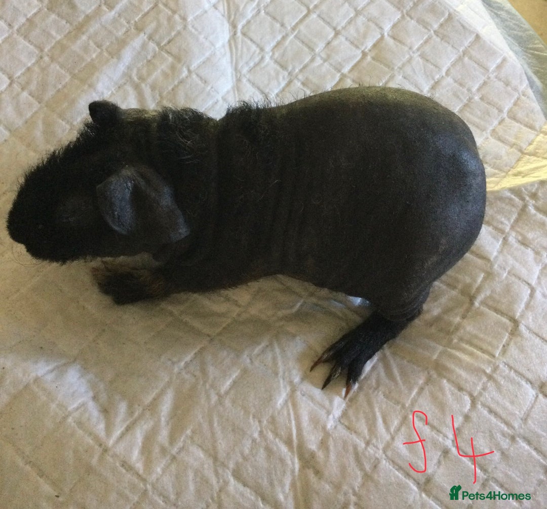 Guinea Pig rodents for sale:  skinny pigs  in Lewes - Image 19