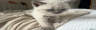 British Shorthair Kitten 1