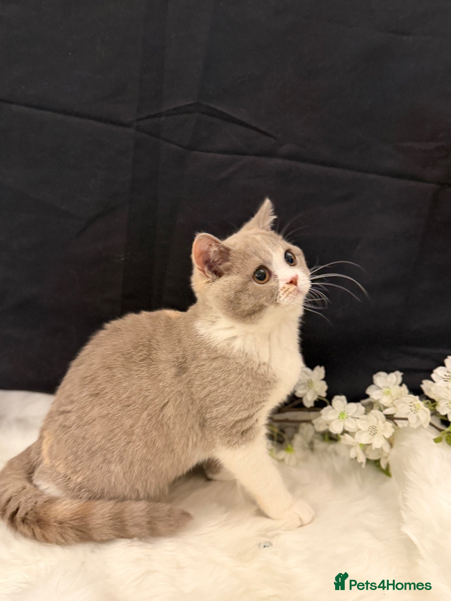 British Shorthair cats READY NOW - REGISTERED FULL PEDIGREE BSH - Advert 2