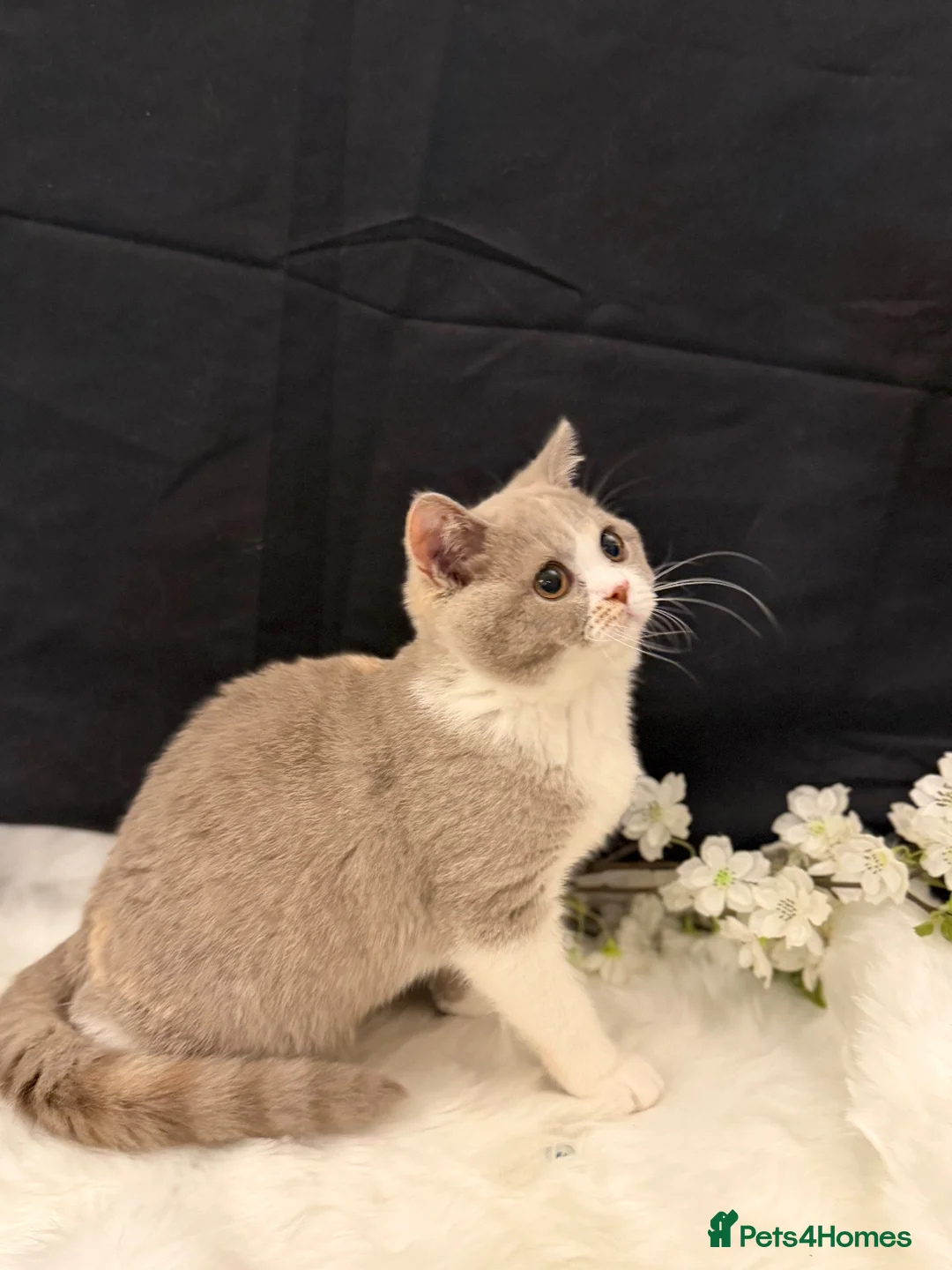 British Shorthair cats for sale: READY NOW - REGISTERED FULL PEDIGREE BSH - Advert 2