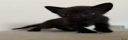 Mixed Breed cats for sale: Sphynx cross kittens x6 - Advert 20