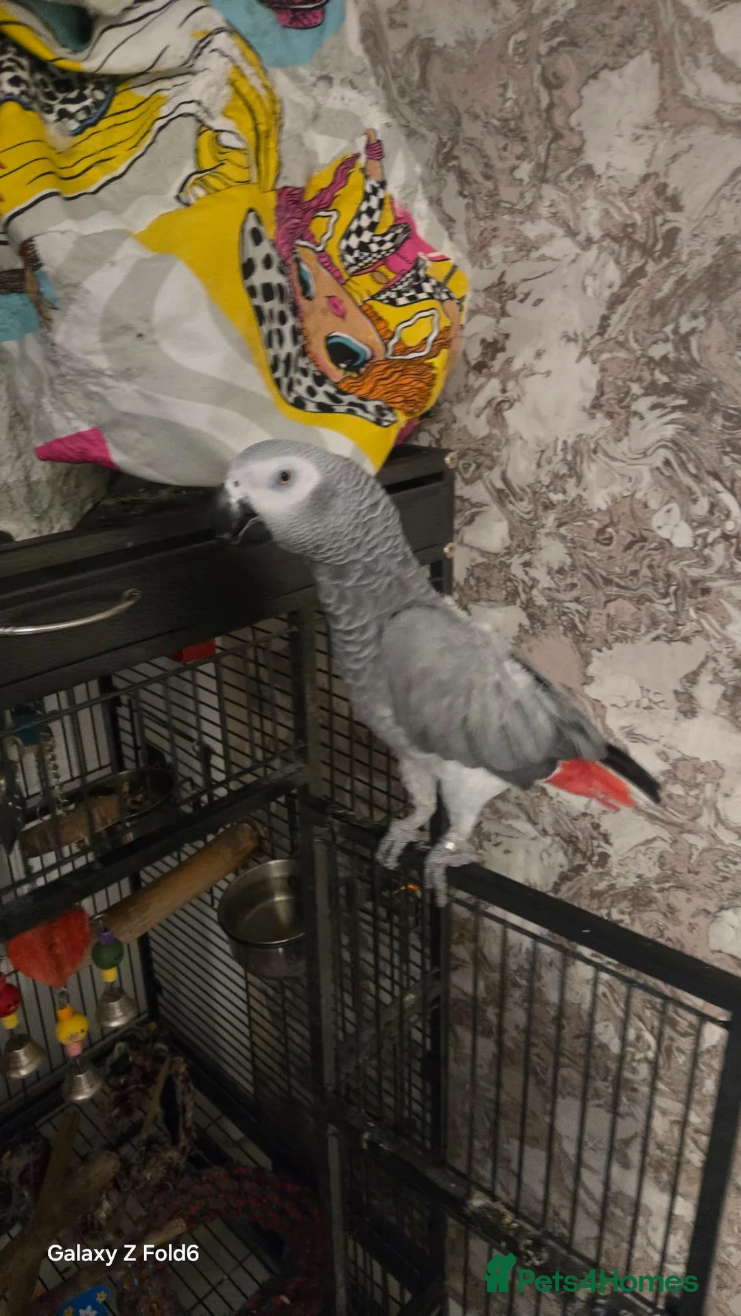 Parrots birds for sale: Africa gray  in Liverpool - Advert 2