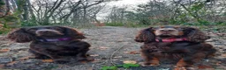 Cocker Spaniel dogs for sale: Stunning KC Working cocker spaniels 25+FTCH(5 GEN) - Advert 6