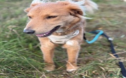 Mixed Breed dogs for adoption: Sweet Nathan Is looking for Love  - Image 28