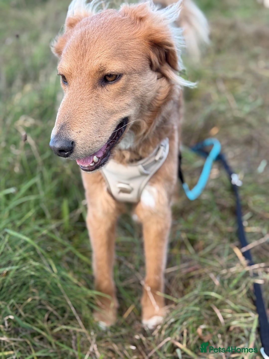 Mixed Breed dogs for adoption: Sweet Nathan Is looking for Love  - Image 28