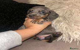 Miniature Dachshund dogs for sale: Perfecf kc true miniature dachshunds - Image 5