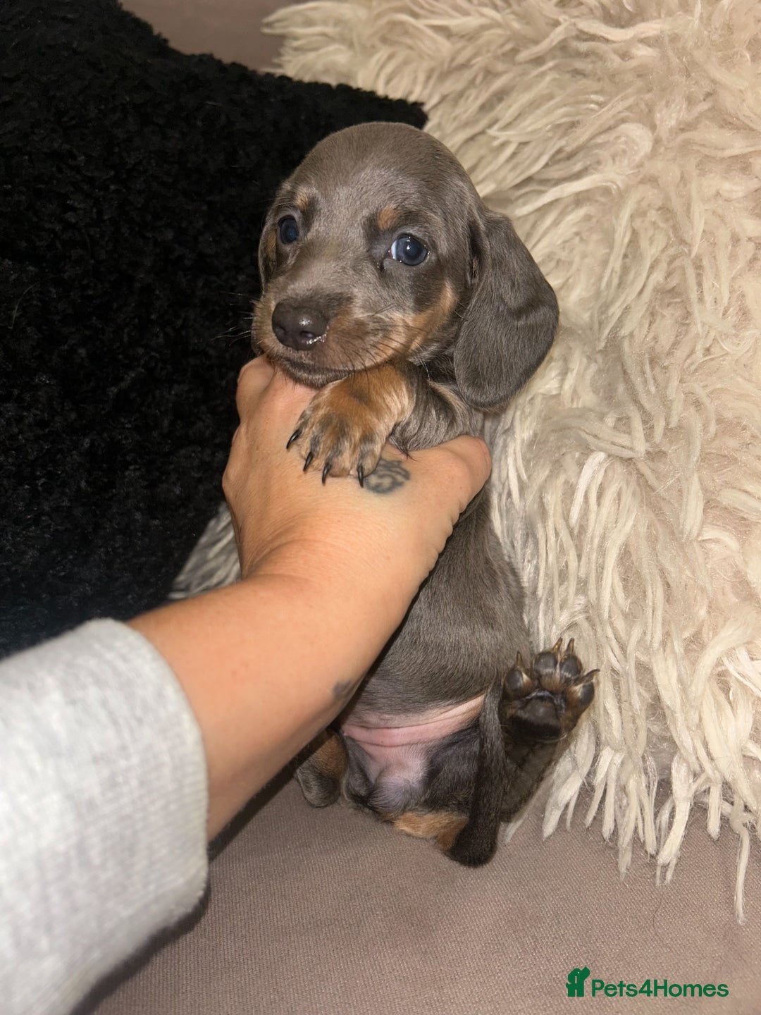 Miniature Dachshund dogs for sale: Perfecf kc true miniature dachshunds - Image 5