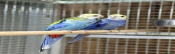 Parakeets birds for sale: Rosella parakeet - Advert 3