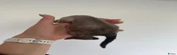 Devon Rex cats for sale: GCCF, kittens looking new home - Advert 4