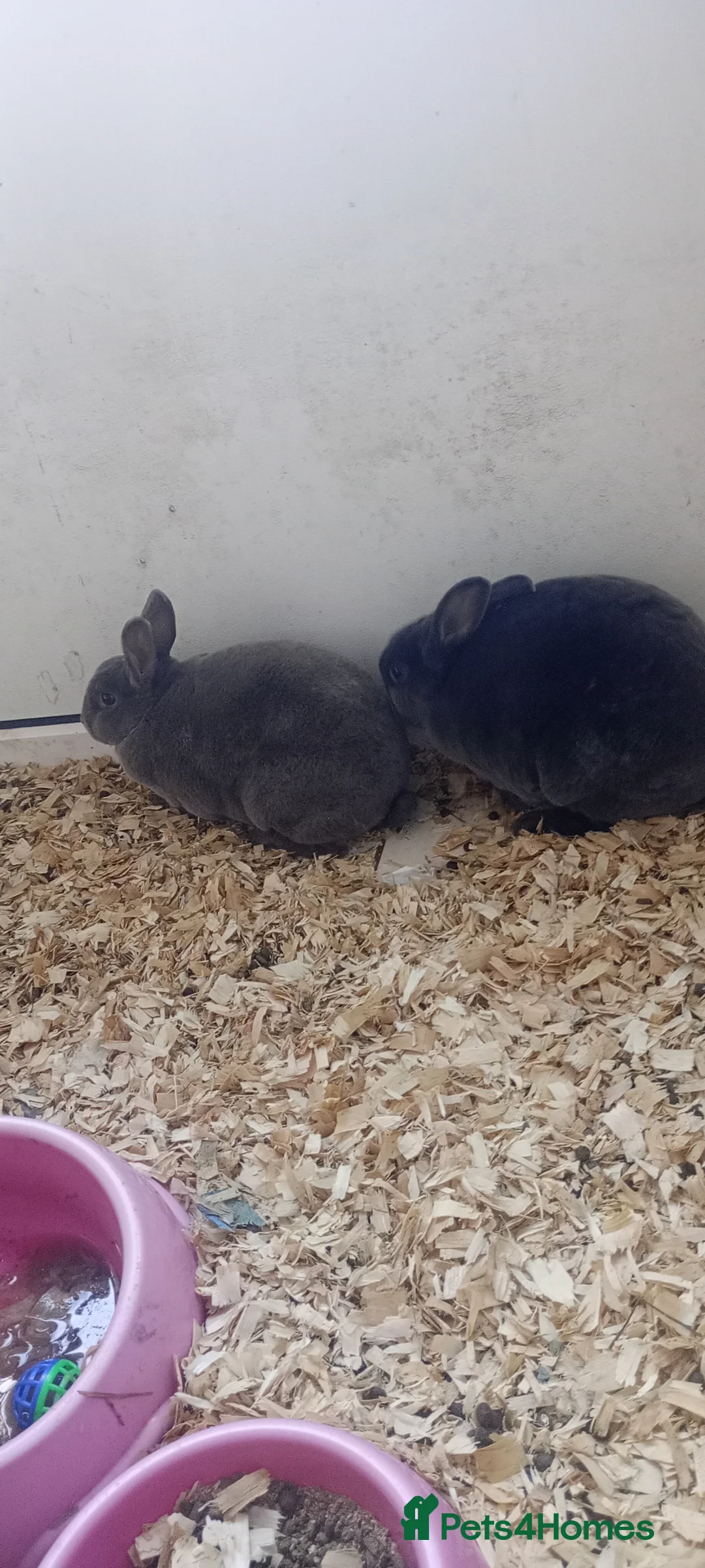 Rex rabbits for sale: 2 beautiful rex and bonded piggies  - Advert 1