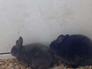 Rex rabbits 2 beautiful rex and bonded piggies - Advert 1