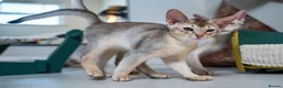 Abyssinian cats for sale: Basilio-Silver Abyssinian- Cutest & Ready NOW! - Advert 8