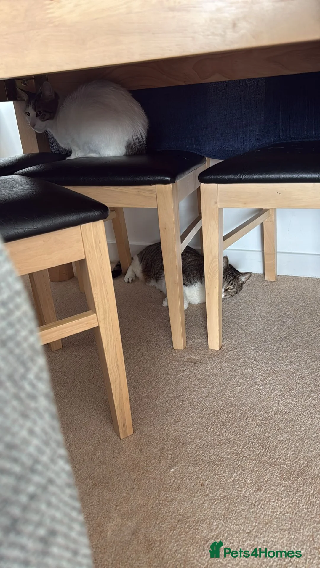 Mixed Breed cats for adoption: They came so far just to be loved - Advert 2