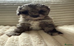 Lhasapoo dogs for sale: F2 Lhasapoo puppies - Image 11