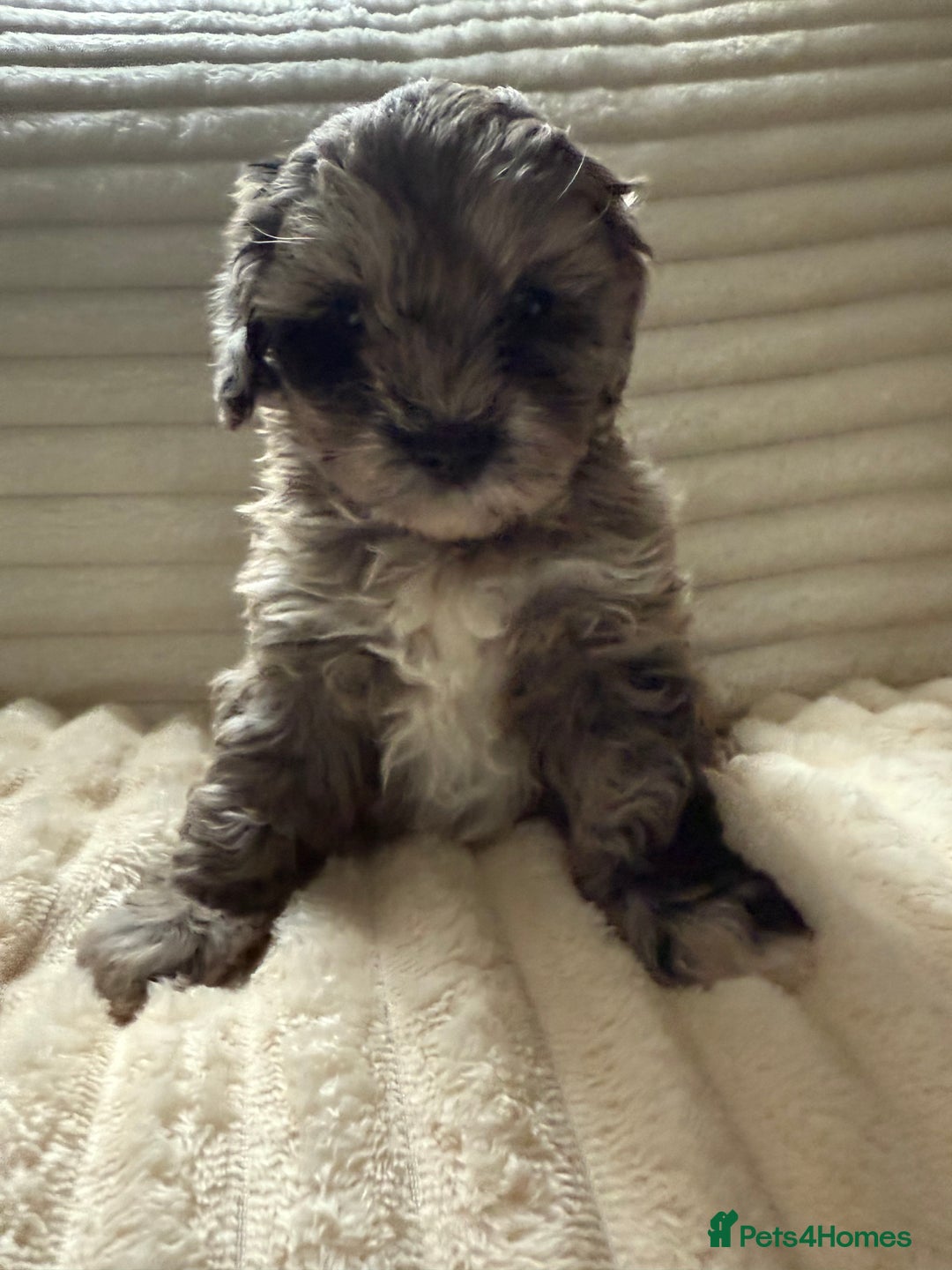 Lhasapoo dogs for sale: F2 Lhasapoo puppies - Image 11