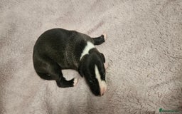 Whippet dogs for sale: KC HEART AND HEALTH TESTED WHIPPETS - Image 17