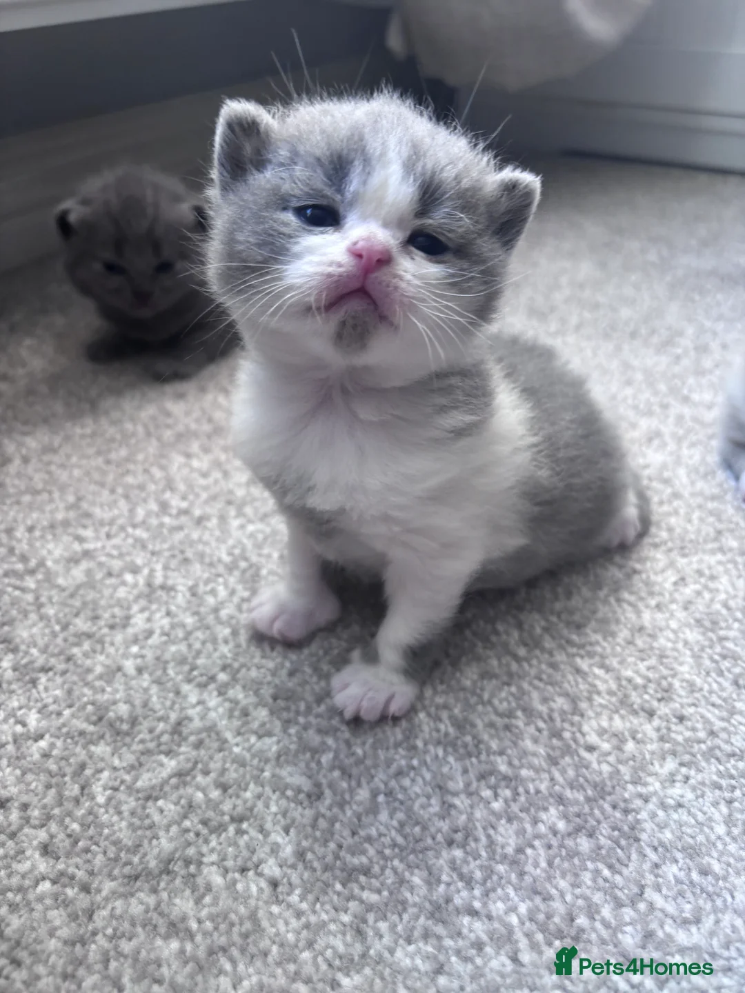 British Shorthair cats for sale: Pure Bred British Shorthair kittens x 4 - Advert 18