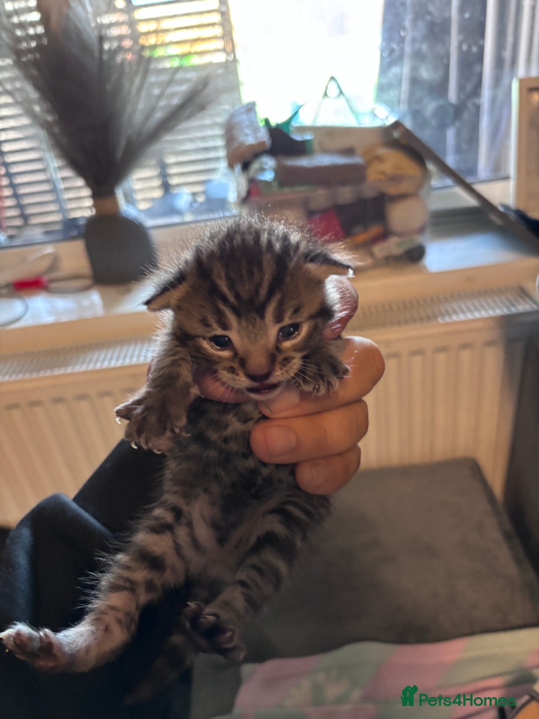 Bengal cats for sale: Bengal X  - Image 8