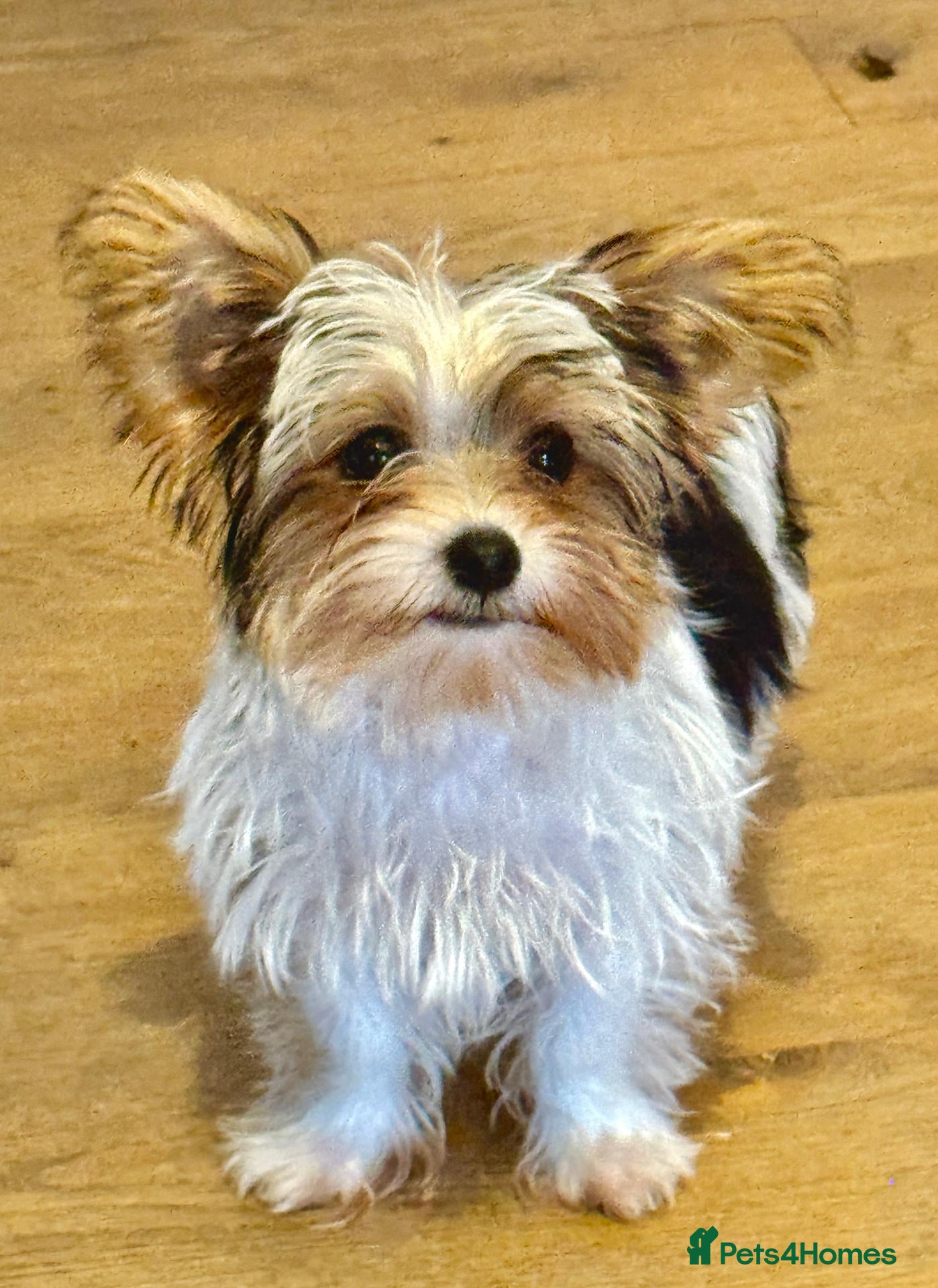 Mixed Breed dogs Pudge – Fluffy Biewer x Yorkie Boy – Ready Now! - Advert 2