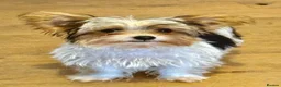 Mixed Breed dogs for sale: Pudge – Fluffy Biewer x Yorkie Boy – Ready Now! - Advert 2