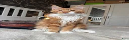Maine Coon cats for sale: BEAUTIFUL BOY MAINE COON AVAILABLE  - Advert 6