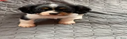 Cavalier King Charles Spaniel dogs for sale: Cavalier King Charles Spaniels  - Advert 16