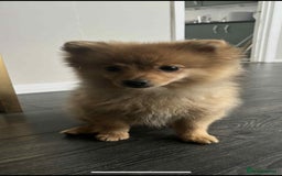 Pomeranian dogs for sale: chase 3 month old pom - Image 3