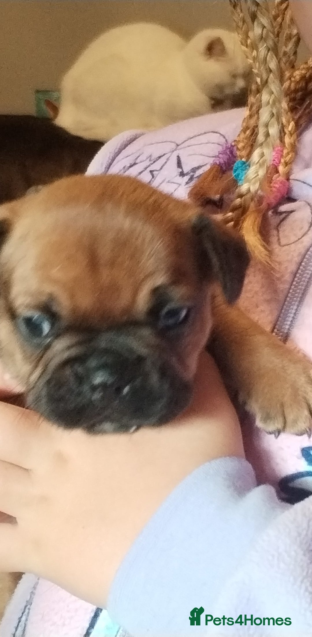 French Bulldog dogs for sale: French bulldog  - Advert 10