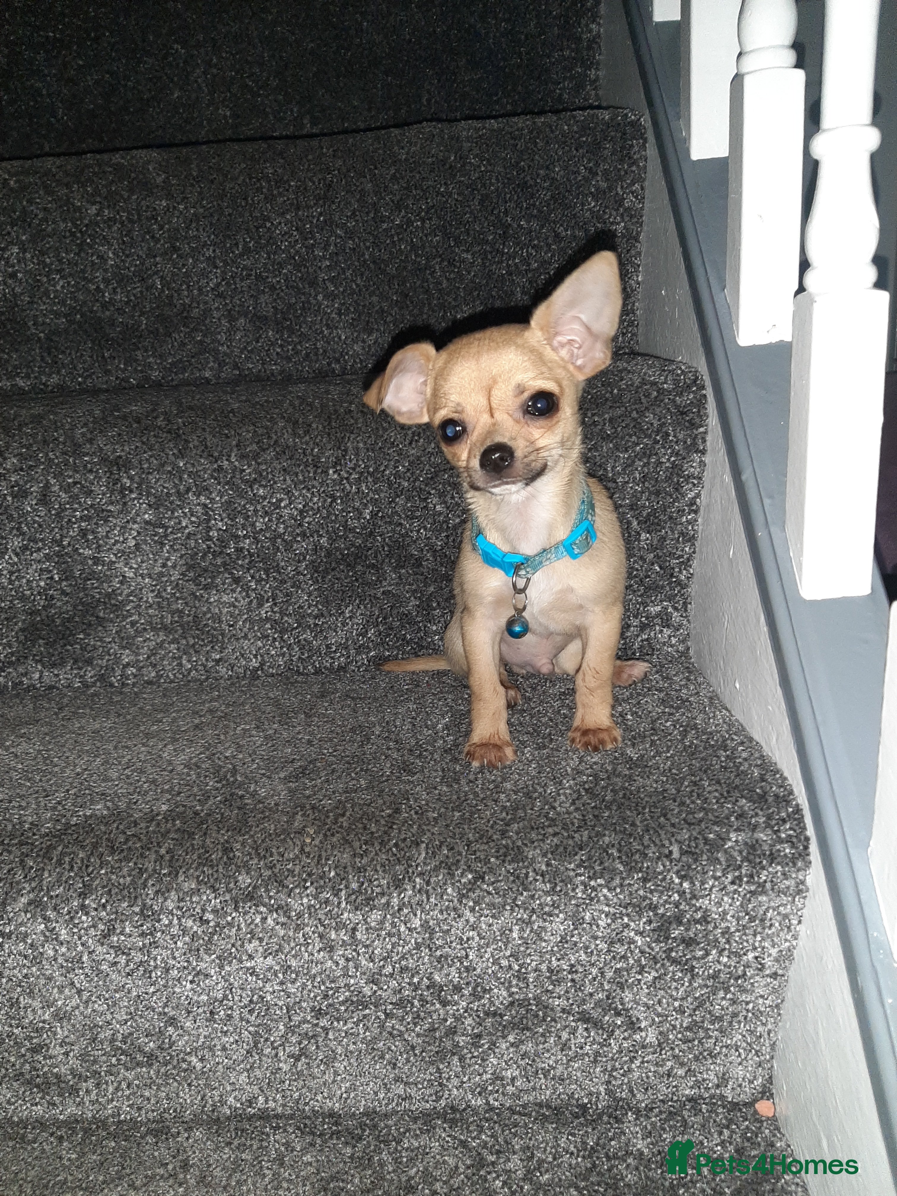 Chihuahua dogs Tiny Chihuahua puppy for sale  - Advert 5