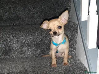 Chihuahua dogs Tiny Chihuahua puppy for sale - Advert 5