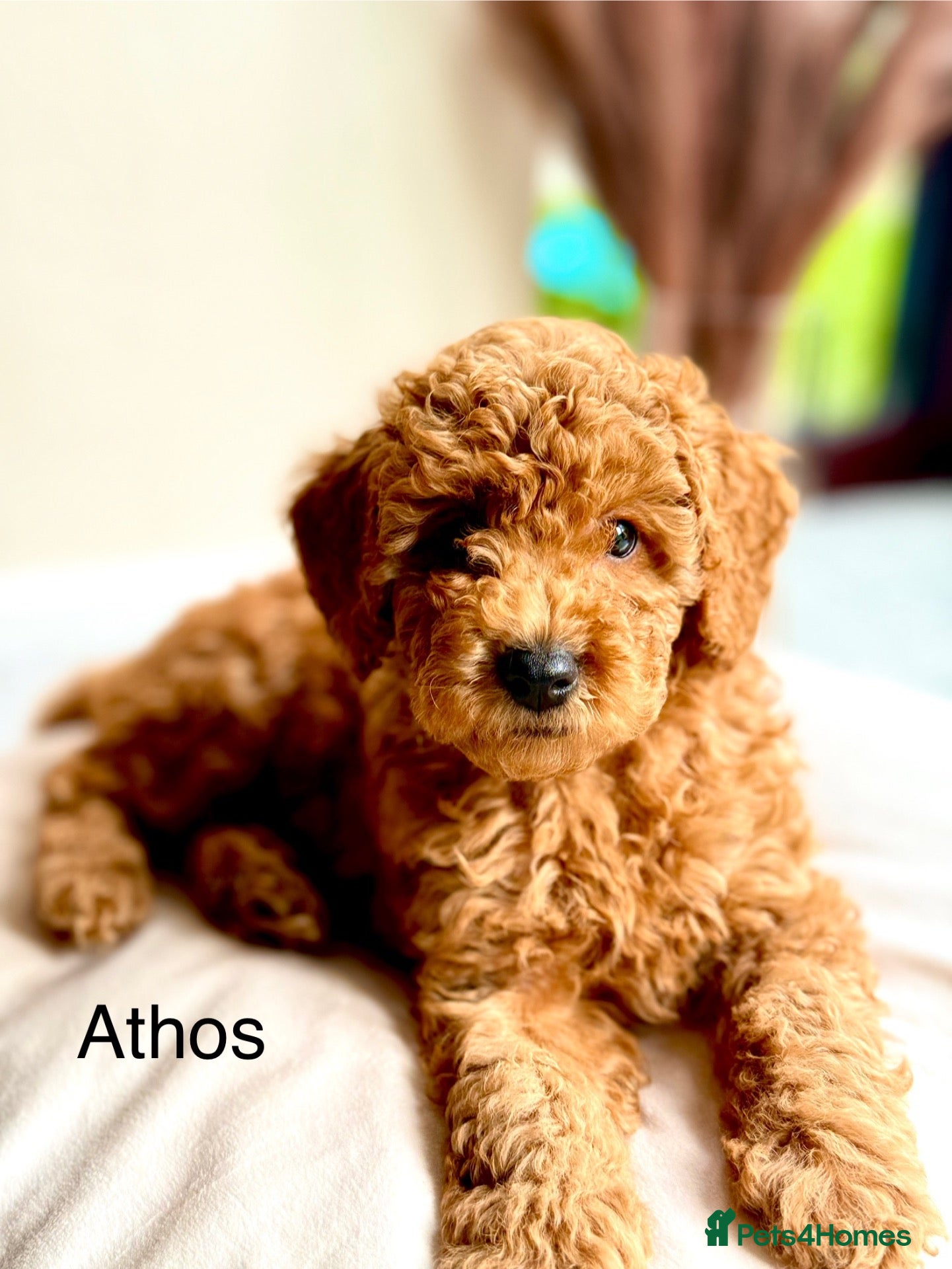 Toy Poodle dogs AVAILABLE NOW/KC registered/DNAclear - Advert 2