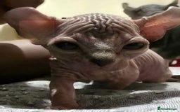 Sphynx cats for sale: Elf sphynx - Image 12