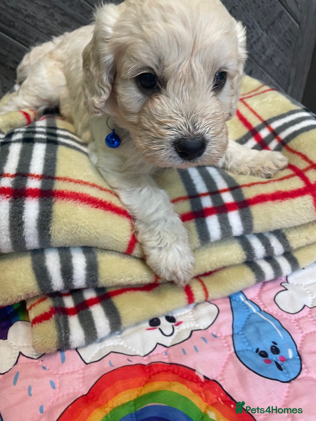 Cockapoo dogs for sale: Cockapoo puppies F1  - Image 2