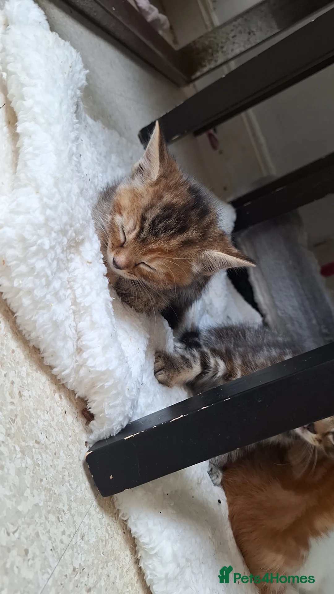Bengal cats for sale: Beautiful kittens for sale  in Nottingham - Advert 2