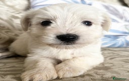 Miniature Schnauzer dogs for sale: Absolutely Stunning Healthy Mini Schnauzers  - Image 5