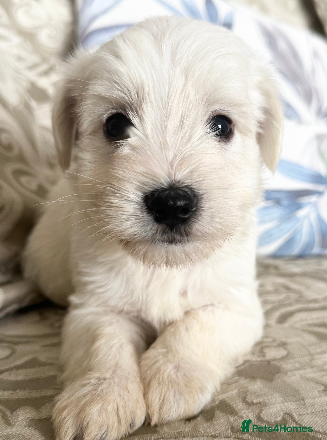 Miniature Schnauzer dogs for sale: Absolutely Stunning Healthy Mini Schnauzers  - Image 5