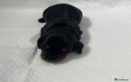 Miniature Dachshund dogs for sale: mini dachshund puppys❗️LAST BOY❗️ - Image 17