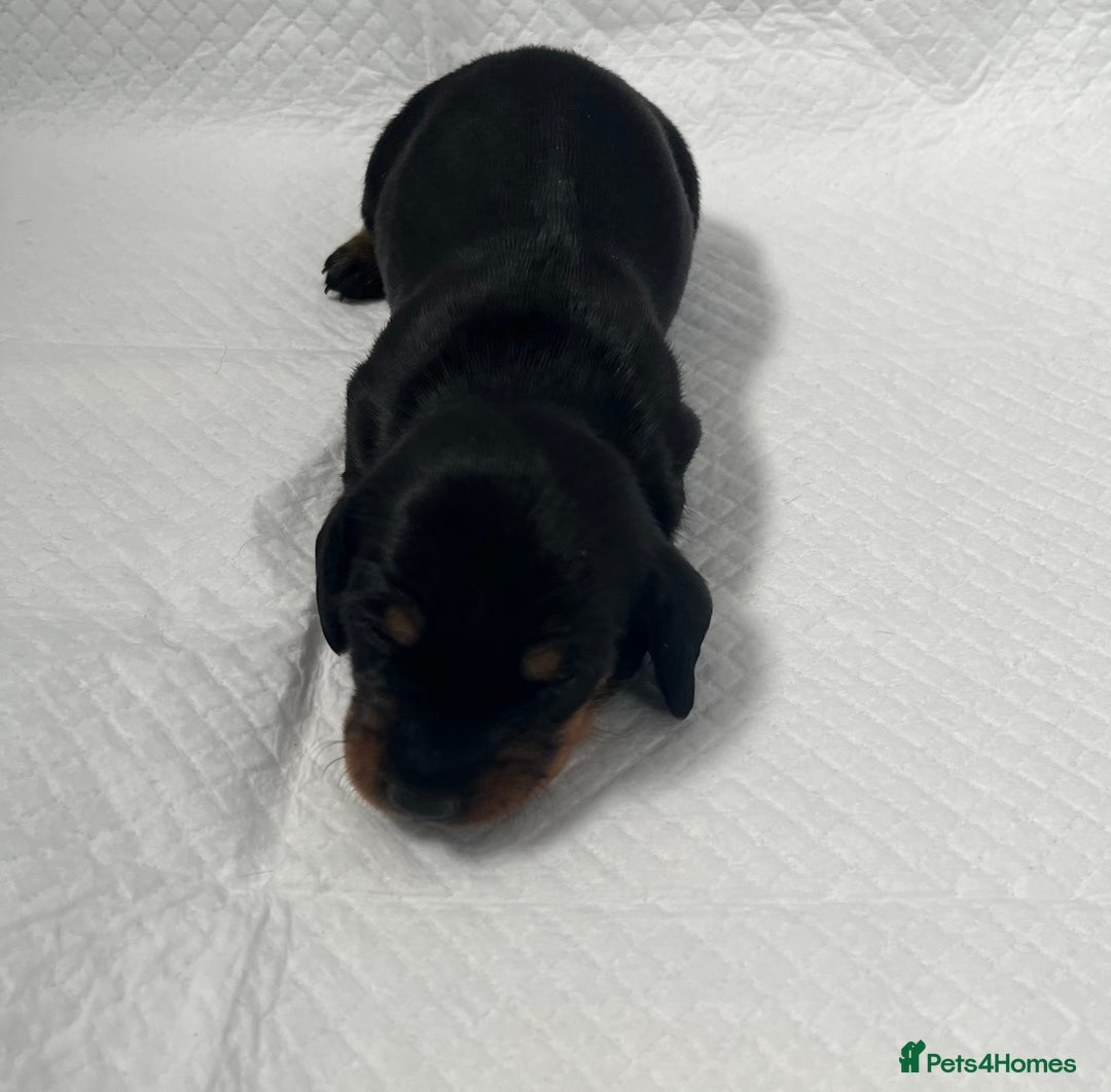Miniature Dachshund dogs for sale: mini dachshund puppys❗️LAST BOY❗️ - Image 17