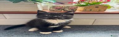British Shorthair Kitten 3