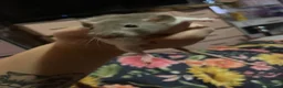 Rat rodents for sale: Baby rat  - Advert 3