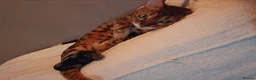 Bengal cats for sale: A very special home wanted for Astrid in Salford - Advert 7