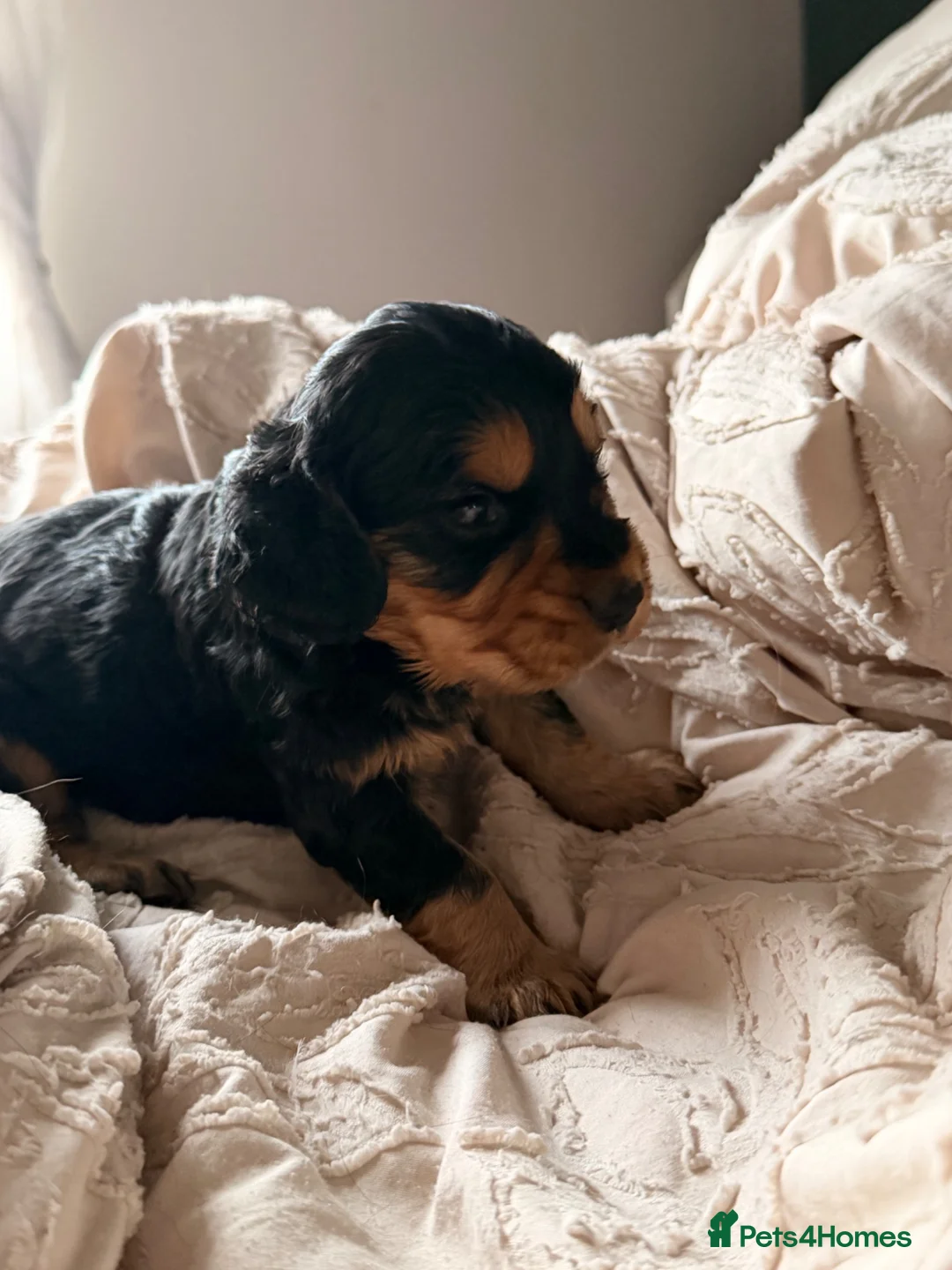 Cocker Spaniel dogs for sale: Two working cocker spaniel boys looking for 🏠 - Advert 18