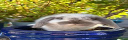 Mini Lop rabbits for sale: 4 beautiful mini lop bunnies - Advert 10