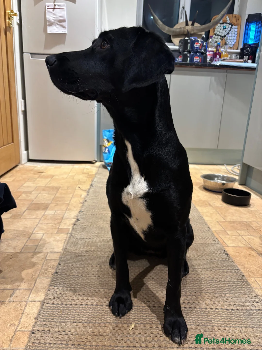 Mixed Breed dogs for sale: Labrador x puppies  - Advert 22