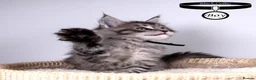 Maine Coon cats for sale: 💚Stunning XL TICA-registered Maine Coon Kittens  - Advert 22