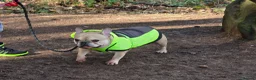 French Bulldog dogs for sale: Male French bulldog  in Cinderford - Advert 6