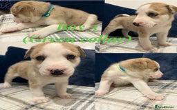 Siberian Husky dogs for sale: Husky cross pups! - Image 5