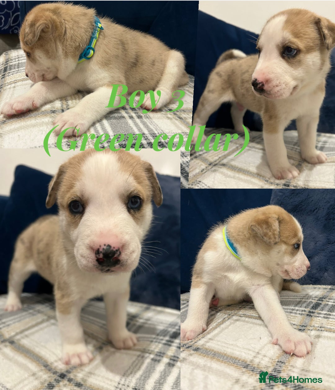 Siberian Husky dogs for sale: Husky cross pups! - Image 5