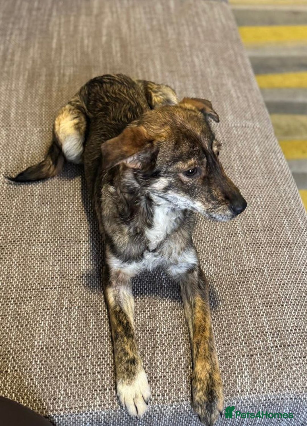 Mixed Breed dogs for adoption: Beautiful Bella needs her special home - Advert 10